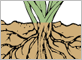 root-intrusion